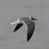 Laughing Gull